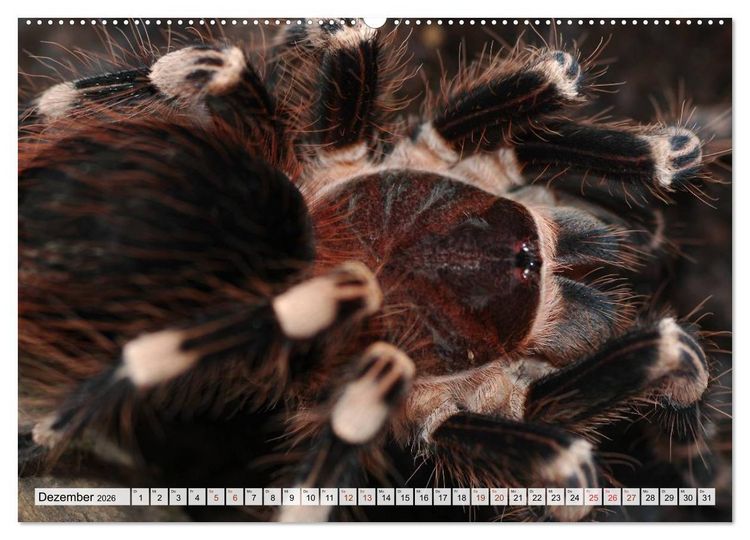 Produktbild: INSEKTEN GANZ NAHE (hochwertiger Premium Wandkalender 2026 DIN A2 quer), Kunstdruck in Hochglanz