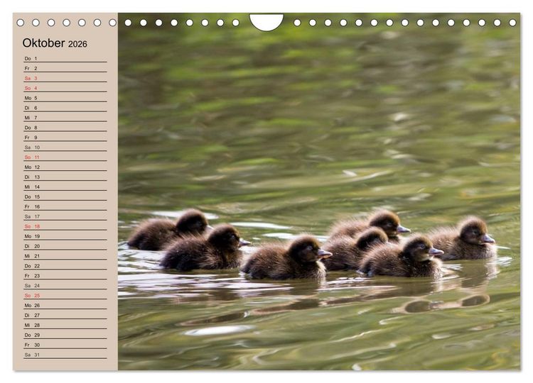 Produktbild: G&auml;nse und Enten. Schnattern, watscheln, quaken! (Wandkalender 2026 DIN A4 quer), CALVENDO Monatskalender