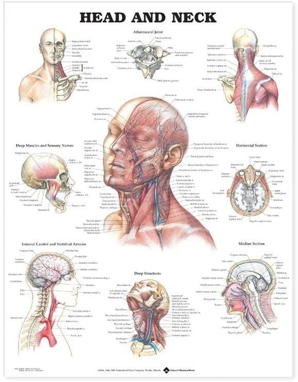 Produktbild: Head and Neck Anatomical Chart