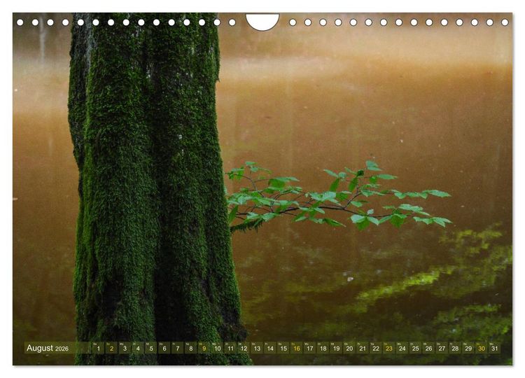 Produktbild: Spaziergang im Wald (Wandkalender 2026 DIN A4 quer), CALVENDO Monatskalender
