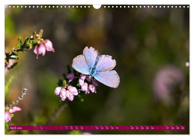 Produktbild: Just lovely - the power of pink heather blossom beauty (Wall Calendar 2026 DIN A3 landscape), CALVENDO 12 Month Wall Calendar