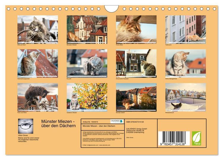 Produktbild: M&uuml;nster Miezen - &uuml;ber den D&auml;chern (Wandkalender 2026 DIN A4 quer), CALVENDO Monatskalender