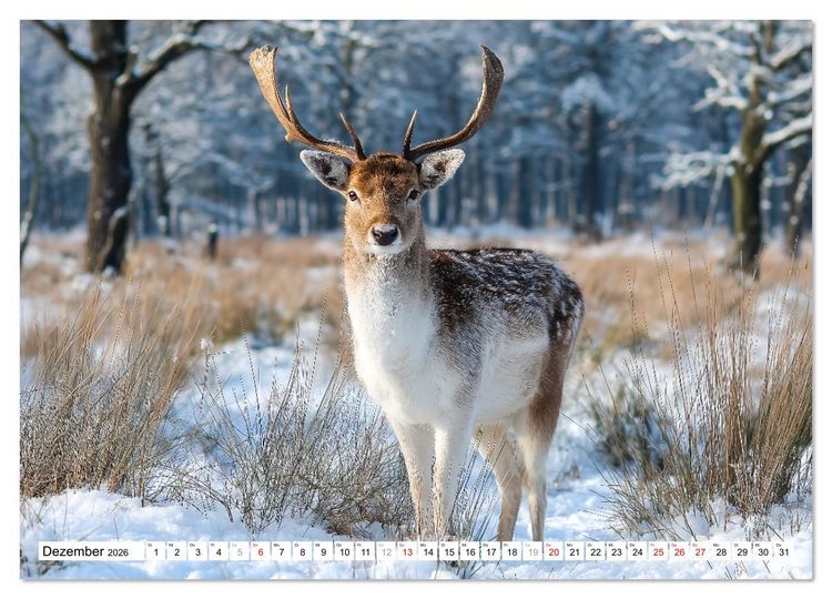 Produktbild: HIRSCHE UND REHE - Ein Jahr in freier Wildbahn (hochwertiger Premium Wandkalender 2026 DIN A2 quer), Kunstdruck in Hochglanz