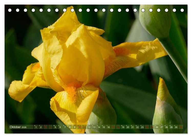Produktbild: Iris - mond&auml;ne Gartensch&ouml;nheit (Tischkalender 2026 DIN A5 quer), CALVENDO Monatskalender