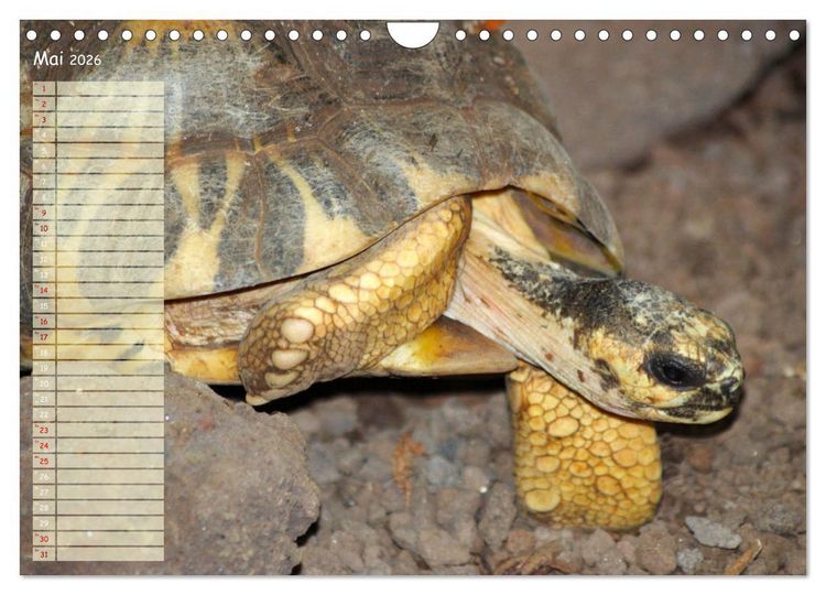 Produktbild: Schildkr&ouml;ten - Gepanzerte Wesen aus Urzeiten (Wandkalender 2026 DIN A4 quer), CALVENDO Monatskalender