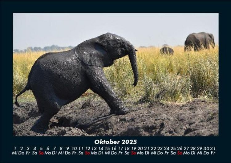Produktbild: Elefanten - Die sanften Riesen Afrikas 2025 Fotokalender DIN A5