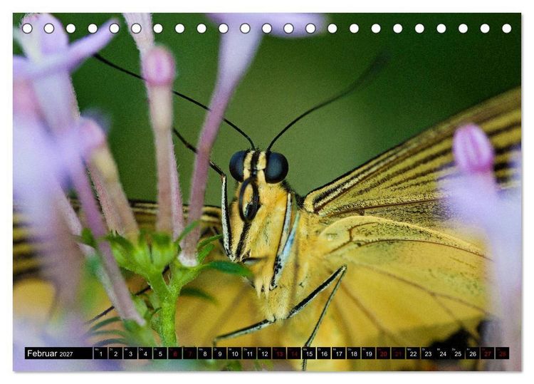 Produktbild: Fliegende Wunderwesen. Schmetterlinge weltweit, ganz nah (Tischkalender 2027 DIN A5 quer), CALVENDO Monatskalender