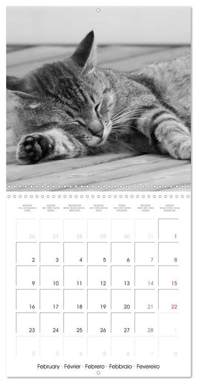 Produktbild: Black and white cat whispers (Wall Calendar 2026 12 &times; 12 Inch) CALVENDO 12 Month Wall Calendar