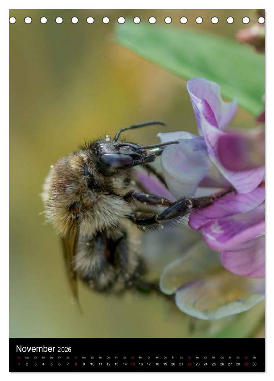 Produktbild: Bienen und Hummeln (Tischkalender 2026 DIN A5 hoch), CALVENDO Monatskalender