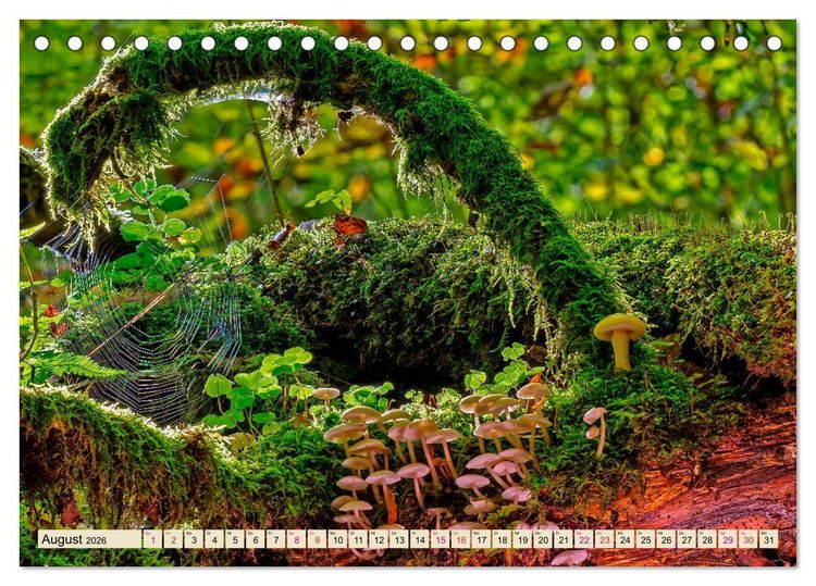 Produktbild: Spinnennetze - Wunder der Natur (Tischkalender 2026 DIN A5 quer), CALVENDO Monatskalender