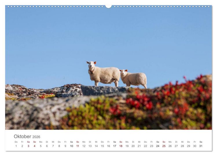 Produktbild: Schafe - Weich und wollig (Wandkalender 2026 DIN A2 quer), CALVENDO Monatskalender