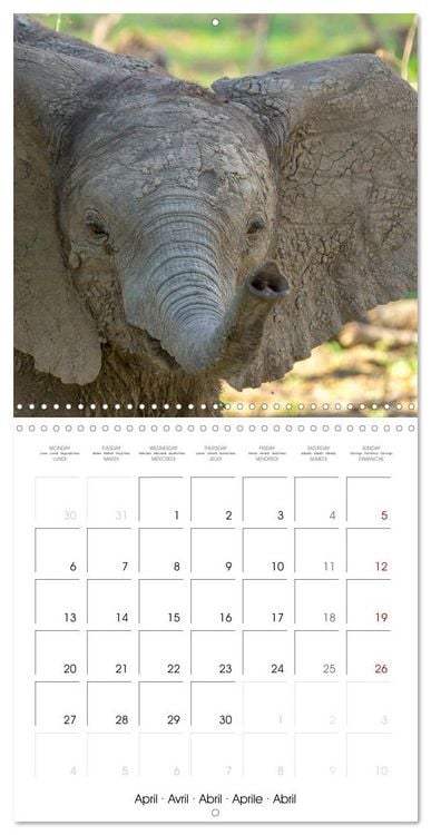 Produktbild: Animals are watching you (Wall Calendar 2026 12 &times; 12 Inch) CALVENDO 12 Month Wall Calendar