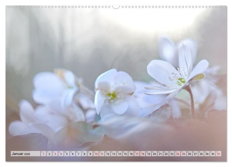 Produktbild: Wenn Bl&uuml;ten tr&auml;umen tanzt das Licht (Wandkalender 2026 DIN A2 quer), CALVENDO Monatskalender