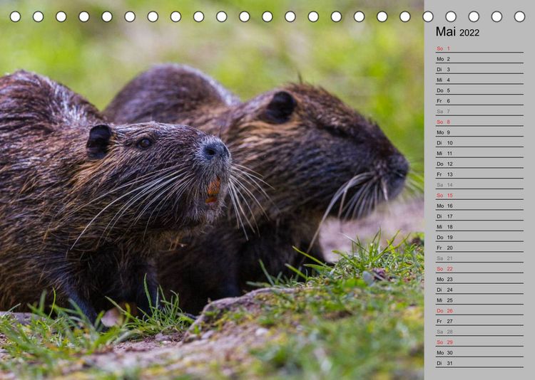 Produktbild: Nutrias (Myocastor coypus) (Tischkalender 2022 DIN A5 quer)