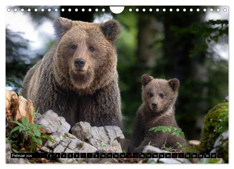 Produktbild: Lautlos in den W&auml;ldern Sloweniens (Wandkalender 2026 DIN A4 quer), CALVENDO Monatskalender