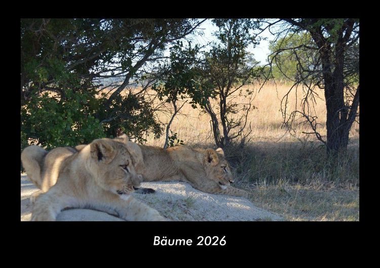 Produktbild: B&auml;ume 2026 Fotokalender DIN A3