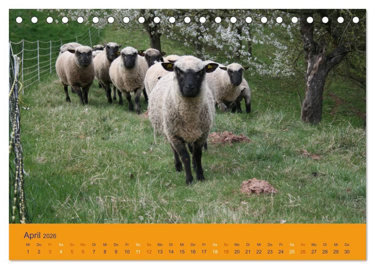 Produktbild: Shropshire Schafe (Tischkalender 2026 DIN A5 quer), CALVENDO Monatskalender