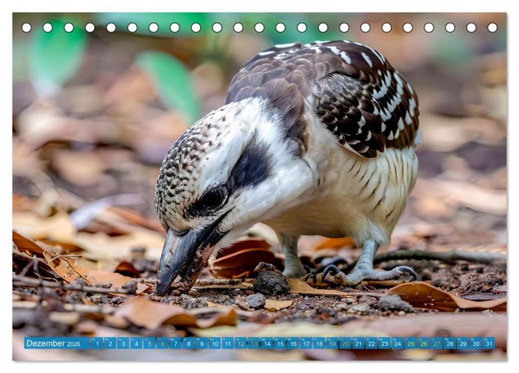 Produktbild: Der Kookaburra - Im australischen Busch mit dem lachenden Hans (Tischkalender 2026 DIN A5 quer), CALVENDO Monatskalender