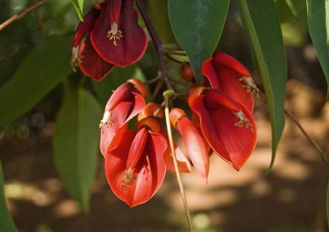 Produktbild: Madeiras Blumenwelt (Tischaufsteller DIN A5 quer)