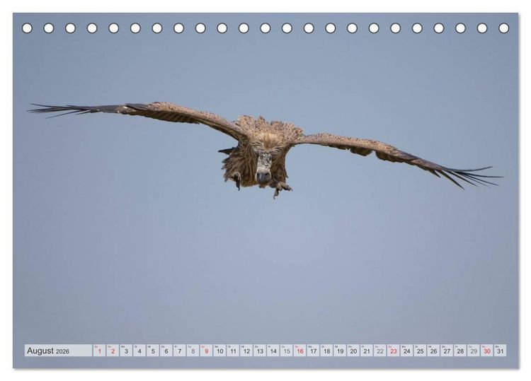 Produktbild: Emotionale Momente: Afrika Wildlife Part 2 / CH-Version (Tischkalender 2026 DIN A5 quer), CALVENDO Monatskalender