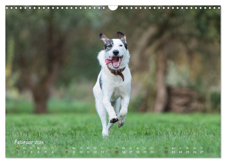 Produktbild: Fr&ouml;hliche Hunde (Wandkalender 2026 DIN A3 quer), CALVENDO Monatskalender
