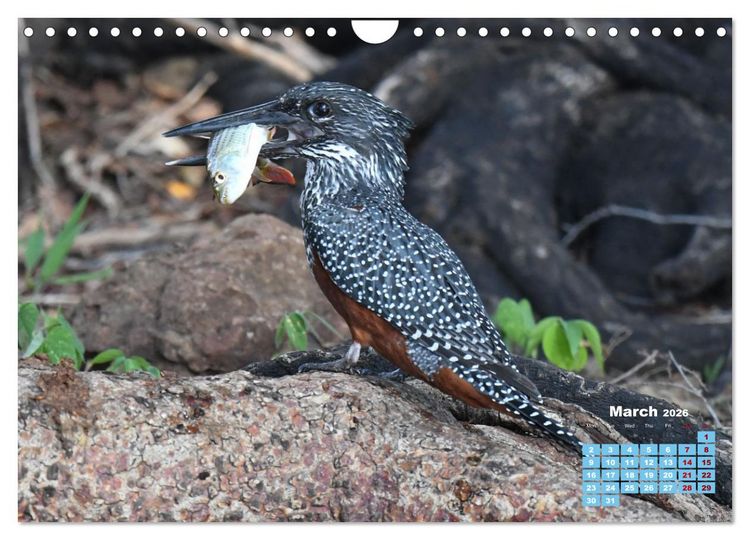 Produktbild: Birds of the Southern African Wild (Wall Calendar 2026 DIN A4 landscape), CALVENDO 12 Month Wall Calendar