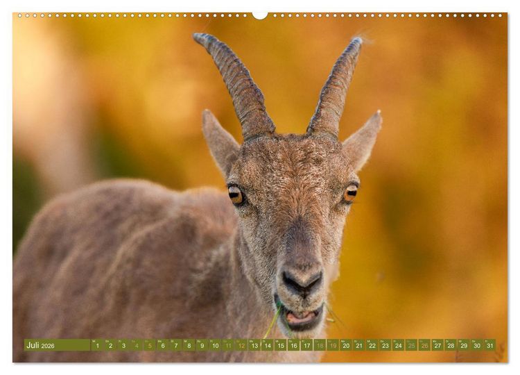 Produktbild: Steinb&ouml;cke am Niederhorn (Wandkalender 2026 DIN A2 quer), CALVENDO Monatskalender