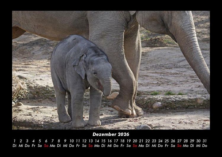 Produktbild: Elefanten 2026 Fotokalender DIN A3