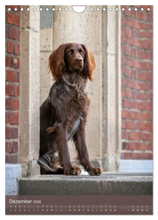 Produktbild: Deutsch Langhaar Butz - Jagdhund mit Passion und Herzblut (Wandkalender 2026 DIN A4 hoch), CALVENDO Monatskalender