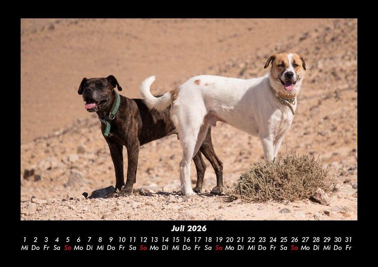 Produktbild: Hunde 2026 Fotokalender DIN A3