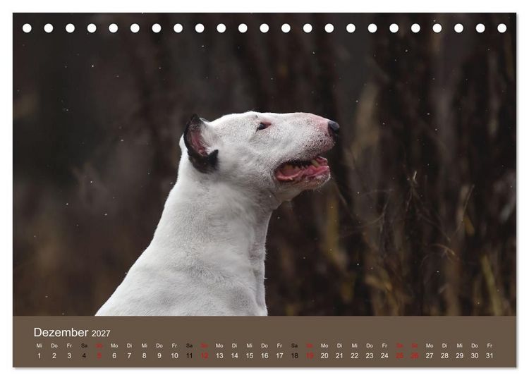 Produktbild: Bullterrier - charmante Herzensbrecher (Tischkalender 2027 DIN A5 quer), CALVENDO Monatskalender