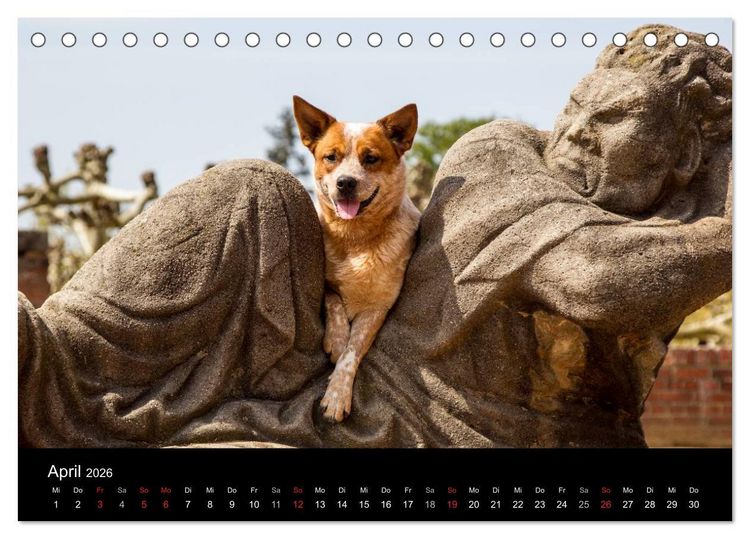 Produktbild: Australian Cattle Dogs zwischen Kunst und Kultur (Tischkalender 2026 DIN A5 quer), CALVENDO Monatskalender