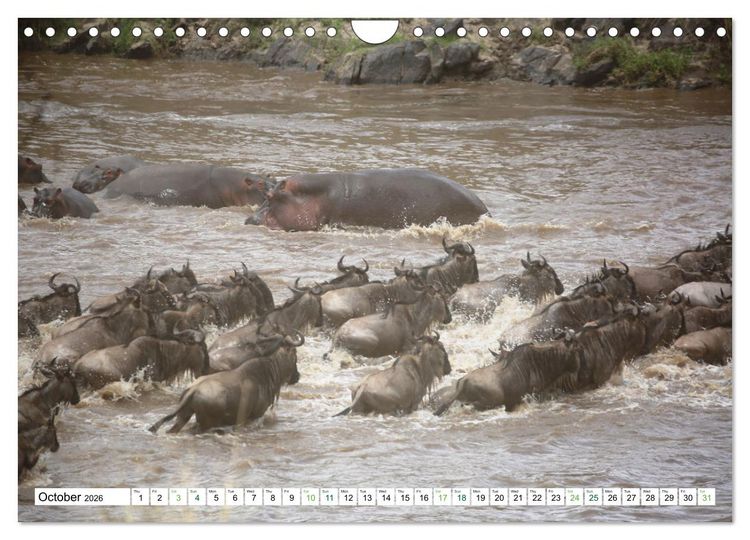 Produktbild: Big10 Of Masai Mara Kenya Africa (Wall Calendar 2026 DIN A4 landscape), CALVENDO 12 Month Wall Calendar