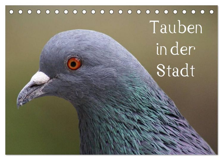 Produktbild: Tauben in der Stadt (Tischkalender 2026 DIN A5 quer), CALVENDO Monatskalender