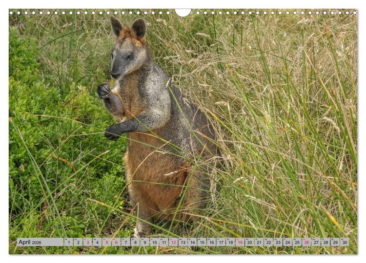 Produktbild: K&auml;ngururs und Wallabys (Wandkalender 2026 DIN A3 quer), CALVENDO Monatskalender