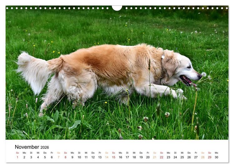 Produktbild: Eine treue Hundeseele - Golden Retriever (Wandkalender 2026 DIN A3 quer), CALVENDO Monatskalender