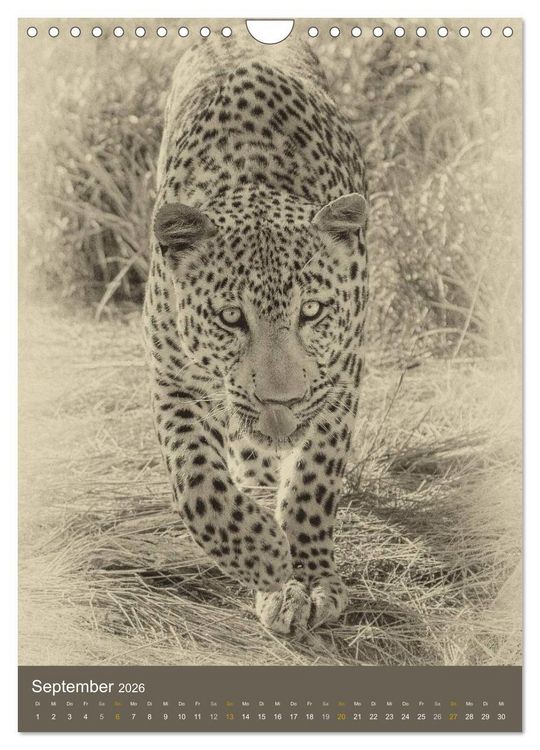 Produktbild: Afrikas Tierwelt - Sepia-Art (Wandkalender 2026 DIN A4 hoch), CALVENDO Monatskalender