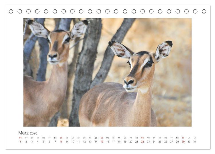 Produktbild: Namibia - unterwegs mit Julia Hahn (Tischkalender 2026 DIN A5 quer), CALVENDO Monatskalender
