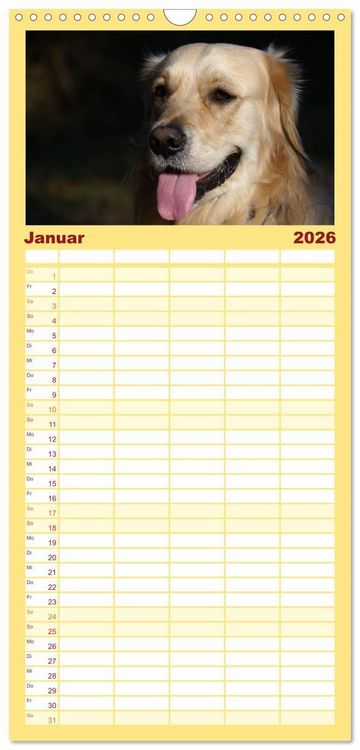 Produktbild: Familienplaner 2026 - Golden Retriever Power mit 5 Spalten (Wandkalender, 21 x 45 cm) CALVENDO