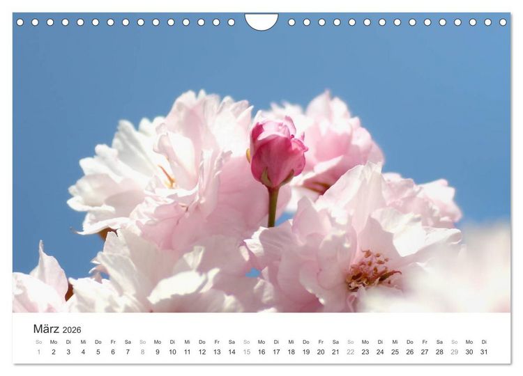 Produktbild: Kirschbl&uuml;tentraum (Wandkalender 2026 DIN A4 quer), CALVENDO Monatskalender