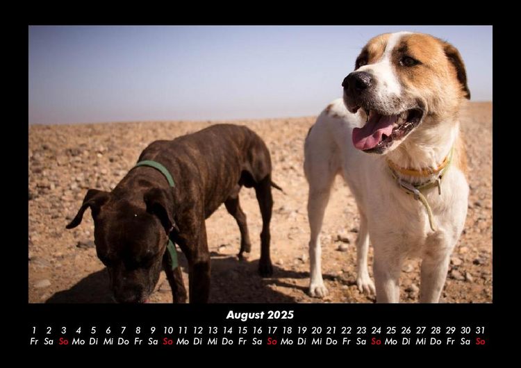 Produktbild: Hundezauber 2025 Fotokalender DIN A3