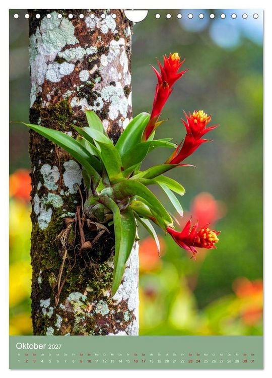 Produktbild: Bromelienzauber (Wandkalender 2027 DIN A4 hoch), CALVENDO Monatskalender