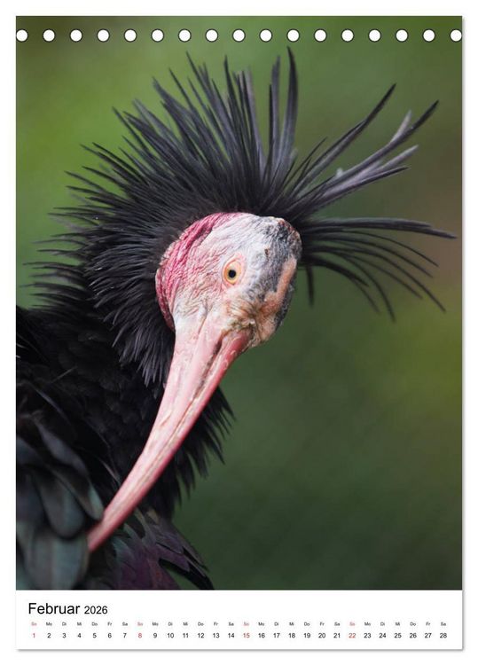 Produktbild: Der Waldrapp - Der etwas andere Vogel (Tischkalender 2026 DIN A5 hoch), CALVENDO Monatskalender