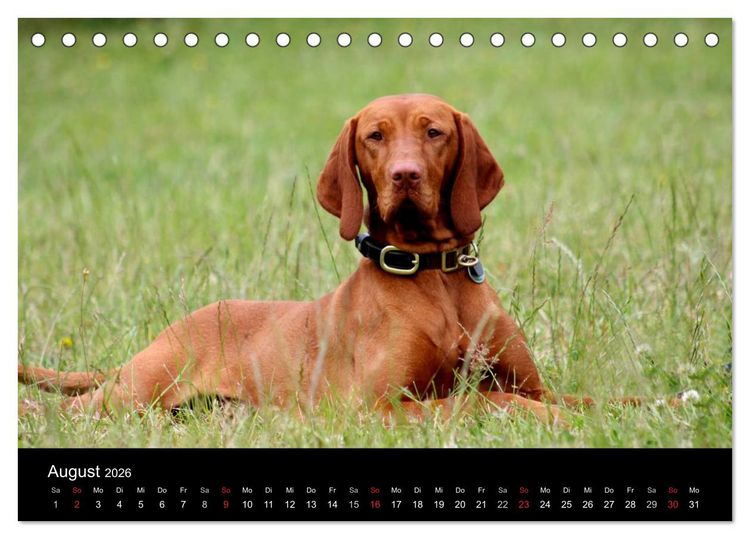 Produktbild: Magyar Vizsla (Tischkalender 2026 DIN A5 quer), CALVENDO Monatskalender