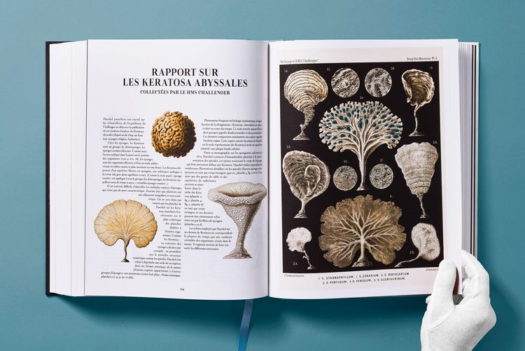 Produktbild: The Art and Science of Ernst Haeckel