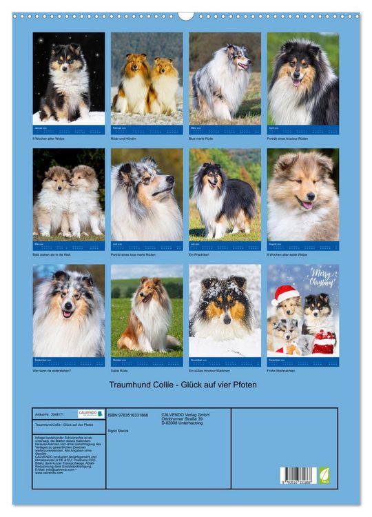 Produktbild: Traumhund Collie - Gl&uuml;ck auf vier Pfoten (Wandkalender 2026 DIN A2 hoch), CALVENDO Monatskalender