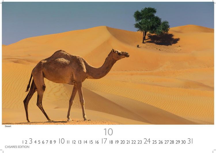 Produktbild: Dubai/Abu Dhabi Kalender 2027 &ndash; Wandkalender | Fotokalender Orient 24x35 cm - . mit atemberaubenden Bildern &ndash; Perfekt f&uuml;r Dubai Fans & Reiseliebhaber