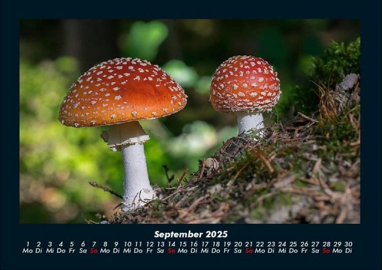 Produktbild: Pilzkalender 2025 Fotokalender DIN A4