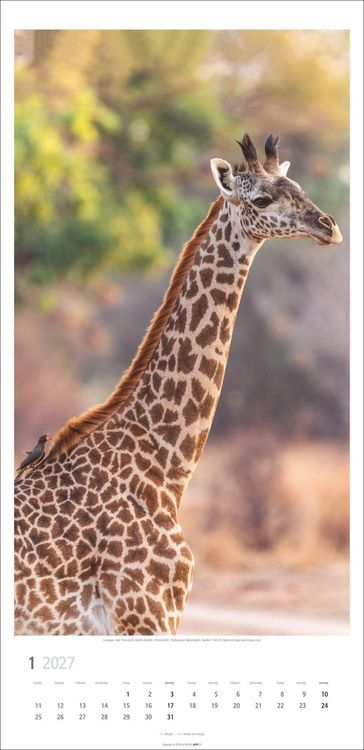 Produktbild: Giraffen Kalender 2027