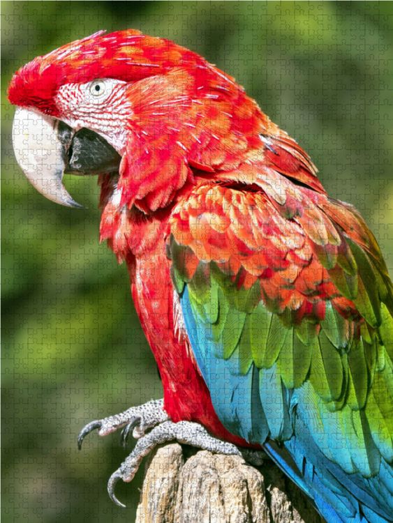Produktbild: CALVENDO Puzzle Farbenfrohe Papageien: Gr&uuml;nfl&uuml;gel-Ara. | 2000 Teile Lege-Gr&ouml;&szlig;e 90x67cm Foto-Puzzle f&uuml;r gl&uuml;ckliche Stunden